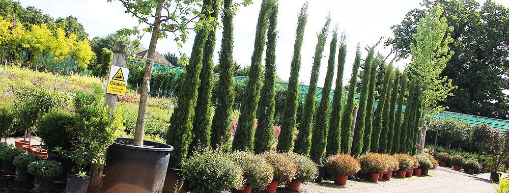 Europlants UK Ltd
