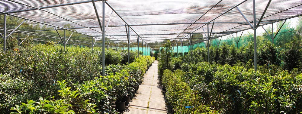 Europlants UK Ltd