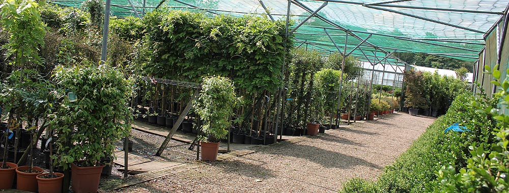 Europlants UK Ltd