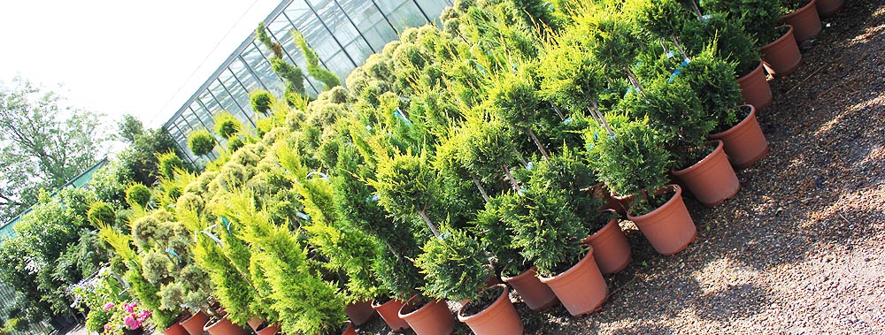 Europlants UK Ltd