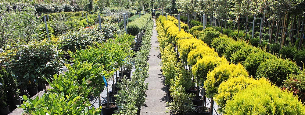 Europlants UK Ltd