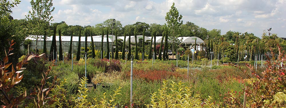 Europlants UK Ltd