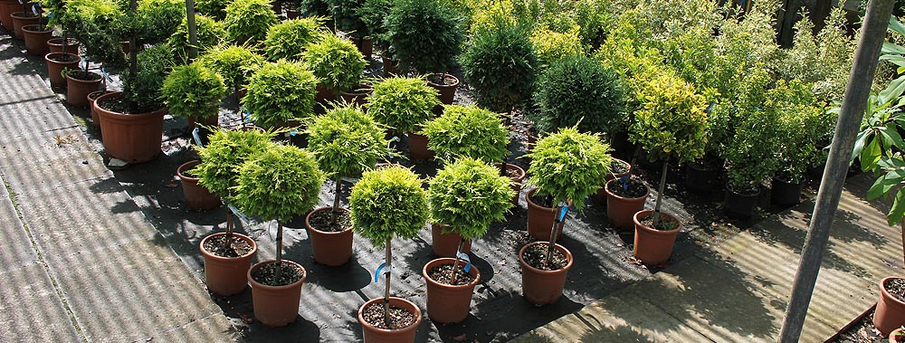 Europlants UK Ltd