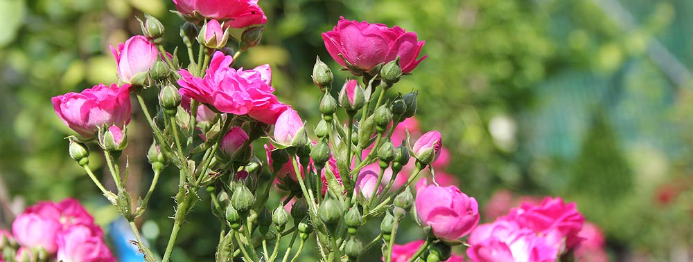 Europlants UK Ltd